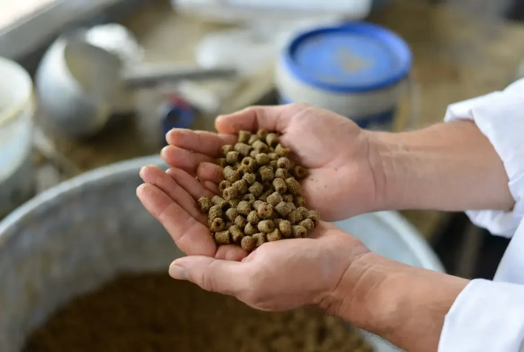 Cara Praktis Membuat Pakan Ikan Bergizi