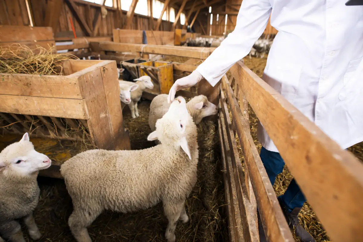 Apa Saja Sih yang Perlu Disiapin Buat Ternak Kambing?