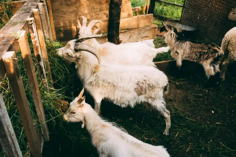 Cara Mengolah Limbah Kambing Biar Nggak Bau ke Tetangga